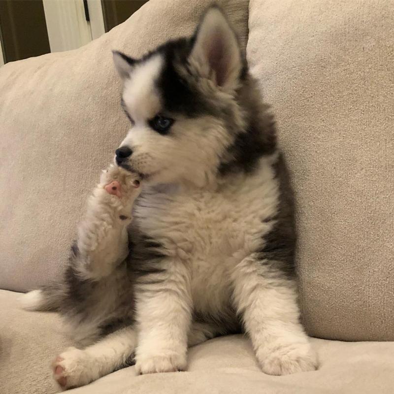 Adorable POMSKY puppies for adoption. (danconimannche@gmail.com) Image eClassifieds4u