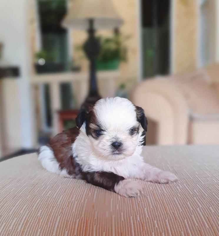 Adorable shih-tzu puppies available for adoption. (ritakind97@gmail.com) Image eClassifieds4u
