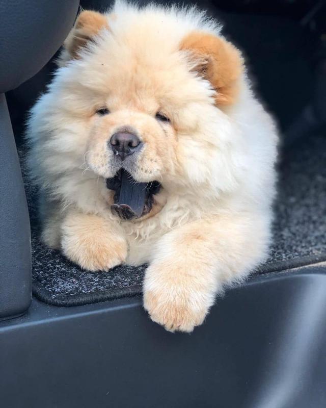 Amazing Chow Chow Puppies For Adoption Image eClassifieds4u