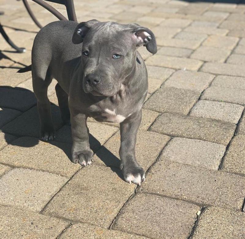 Blue nose pitbull Puppies for Homes Urgently Email me via ...(tylerjame00gmail.com) Image eClassifieds4u