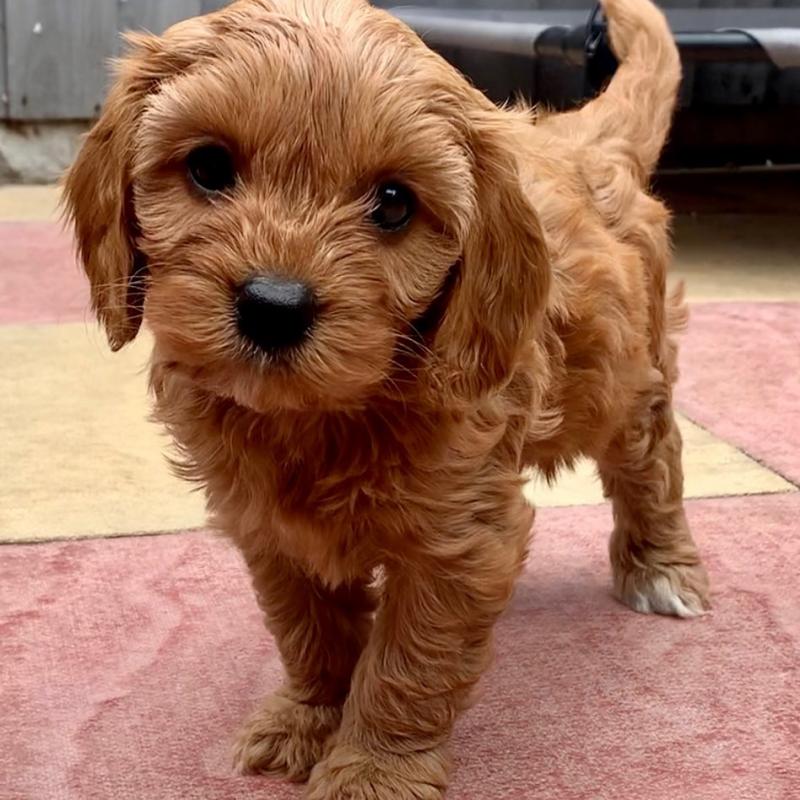 Cavapoo puppies (elizerbethdani331@gmail.com) Image eClassifieds4u