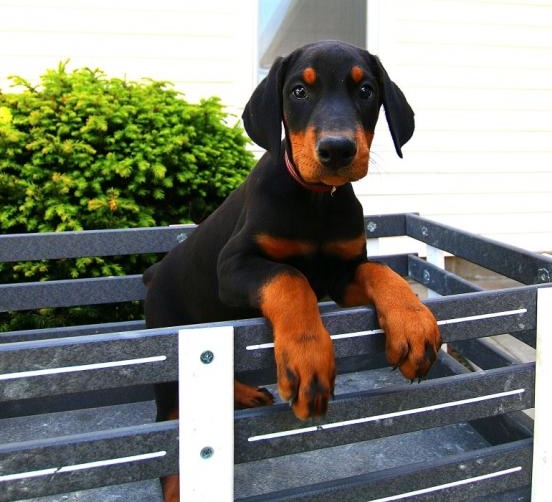 🟥🍁🟥 C.K.C DOBERMAN PINSCHER PUPPIES AVAILABLE 🟥🍁🟥 Image eClassifieds4u