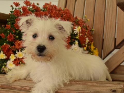 🟥🍁🟥 C.K.C WEST HIGHLAND TERRIER PUPPIES AVAILABLE 🟥🍁🟥 Image eClassifieds4u