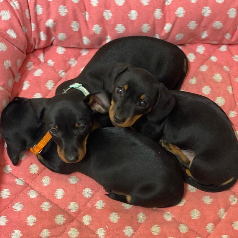 Dachshund Puppies Ready For A New Home Image eClassifieds4u