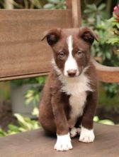 💗🟥🍁🟥 C.K.C MALE AND FEMALE BORDER COLLIE PUPPIES 💗🟥🍁🟥 Image eClassifieds4u 2