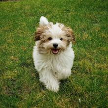 ππ₯ππ₯ C.K.C MALE AND FEMALE HAVENESE PUPPIES AVAILABLEππ₯ππ₯ Image eClassifieds4u 2