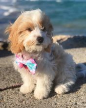 💗🟥🍁🟥 C.K.C MALE AND FEMALE MALTIPOO PUPPIES AVAILABLE 💗🟥🍁🟥 Image eClassifieds4u 1