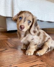 Beautiful dachshund puppies for adoption. (pricilialucaspricilia@gmail.com) Image eClassifieds4U