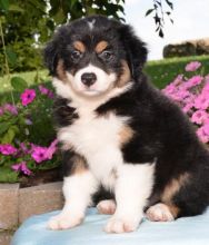 💗🟥🍁🟥 C.K.C MALE AND FEMALE AUSTRALIAN SHEPHERD PUPPIES 💗🟥🍁🟥 Image eClassifieds4u 2