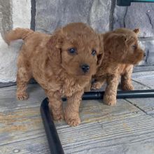 goldendoodle PUPPIES FOR ADOPTION -(kgraykevin0@gmail.com) Image eClassifieds4U