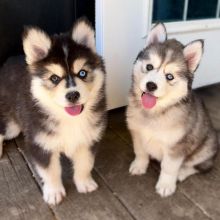 Siberian husky puppies (ready now ) [ luckpeter90@gmail.com] Image eClassifieds4U