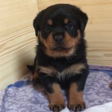 Cute Male and Female Rottweiler Puppies Up for Adoption...