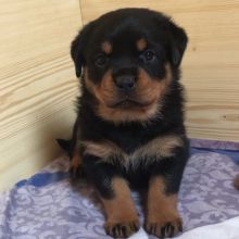 Adorable Male Rottweiler Puppy Up For Adoption
