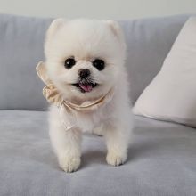 Adorable Pomeranian Puppies For Adoption