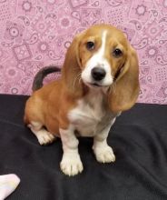 Affectionate Basset Hound Puppies For Adoption