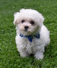 Affectionate Bichon Frise Puppies For Adoption