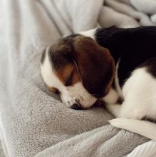 Cute Male and Female Beagle Puppies Up for Adoption...