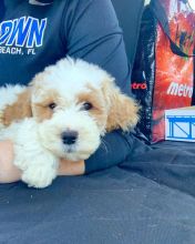 Cute Male and Female Golden Doodle Puppies Up for Adoption...