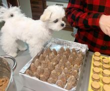 Cute Male and Female Maltese Puppies Up for Adoption...