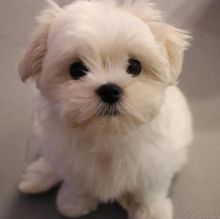 Cute Male and Female Maltese Puppies Up for Adoption...