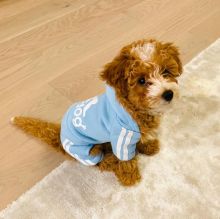 Cute Male and Female Maltipoo Puppies Up for Adoption...