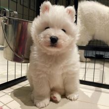 Cute Male and Female Samoyed Puppies Up for Adoption...