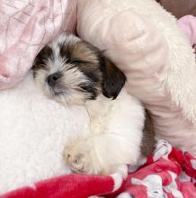 Cute Male and Female Shih Tzu Puppies Up for Adoption...
