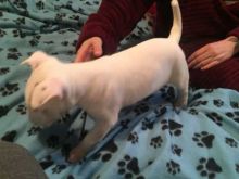 Happy English Bull Terrier Puppies For Adoption