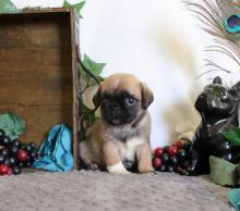 Registered Pedigree Pug Puppies Available