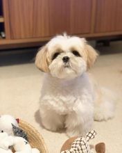 Stunning Shih Tzu Puppies For Adoption