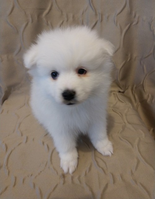 Affectional Japanese Spitz Puppies For Adoption Image eClassifieds4u