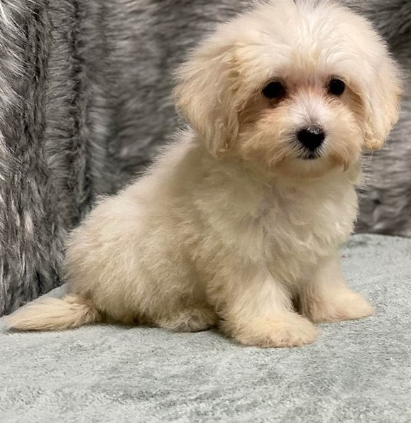 Charistmatic CKC Reg Maltipoo Puppies For Adoption Image eClassifieds4u