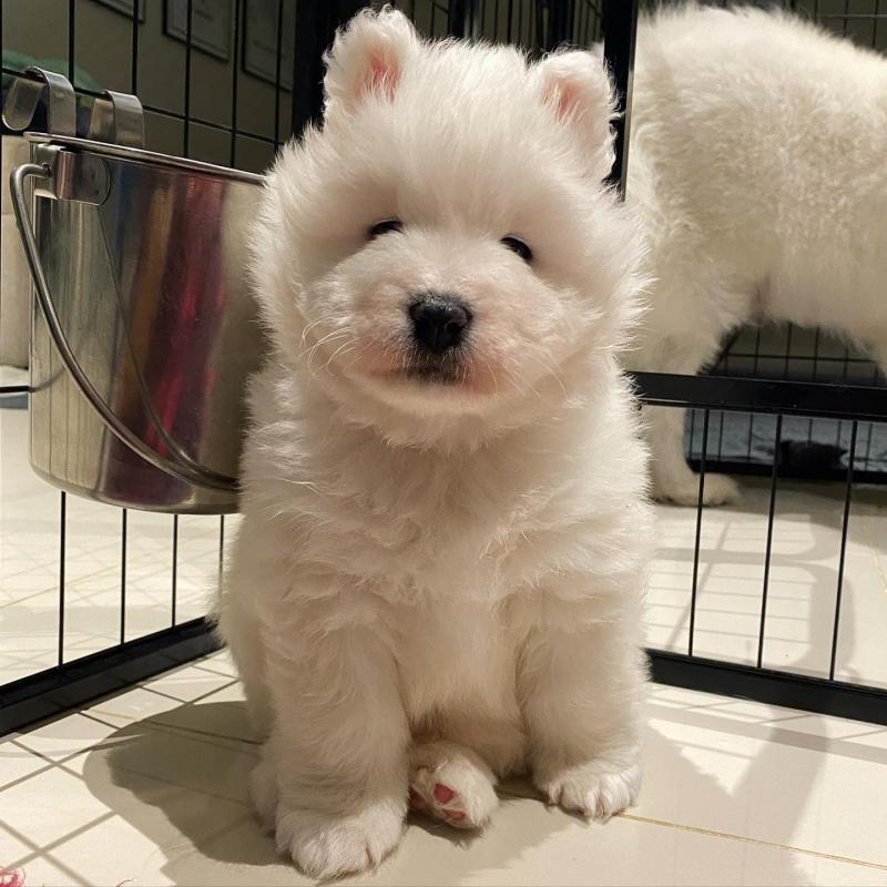 Cute Male and Female Samoyed Puppies Up for Adoption... Image eClassifieds4u