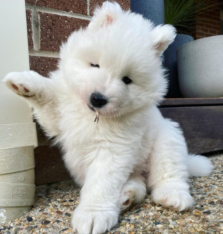 Cute Male and Female Samoyed Puppies Up for Adoption... Image eClassifieds4u
