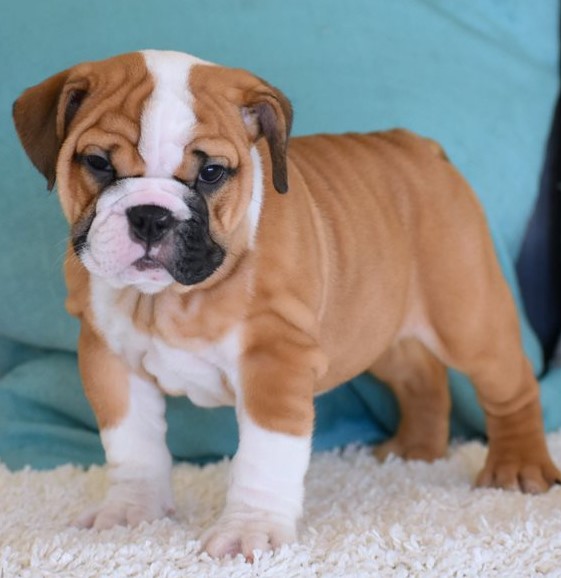 Healthy English Bulldog Puppies Available Now Image eClassifieds4u