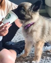 Adorable Male German Shepherd Puppy Up For Adoption Image eClassifieds4U
