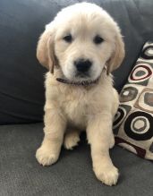 Affectionate Golden Retriever Puppies For Adoption Image eClassifieds4U