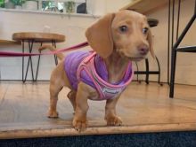 Cute Lovely Dachshund Puppies male and female for adoption Image eClassifieds4U