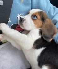 Cute Male and Female Beagle Puppies Up for Adoption... Image eClassifieds4u 2