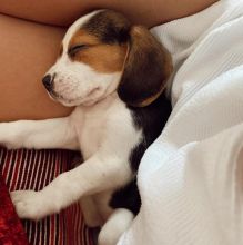 Cute Male and Female Beagle Puppies Up for Adoption... Image eClassifieds4u 1