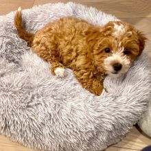 Cute Male and Female Maltipoo Puppies Up for Adoption... Image eClassifieds4u 2