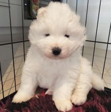 Cute Male and Female Samoyed Puppies Up for Adoption... Image eClassifieds4u 2