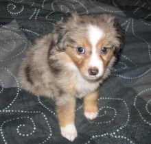 Fantastic Male Female Australian Shepherd Puppies Now Ready For Adoption Image eClassifieds4U