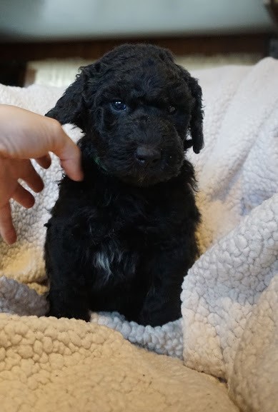 Purebred and Beautiful Goldendoodle Puppies Image eClassifieds4u
