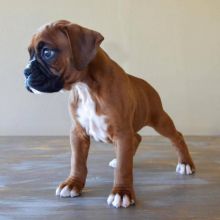 Sweet male and female Boxer puppies for adoption