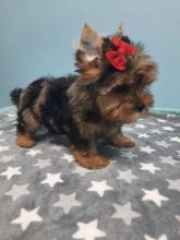 REGISTERED ADORABLE male and female yorkshire terrier puppies for adoption