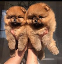 Beautiful Pomeranian puppies Available .