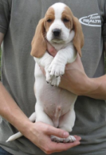 C.K.C MALE AND FEMALE BASSET HOUND PUPPIES AVAILABLE 650 CAD