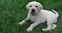 C.K.C MALE AND FEMALE LABRADOR RETRIEVER PUPPIES AVAILABLE 650 CAD