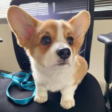 Cute Lovely corgi Puppies male and female for adoption